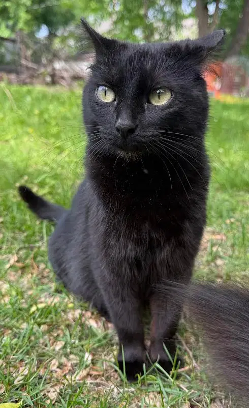 Lucie - Domestic Short Hair