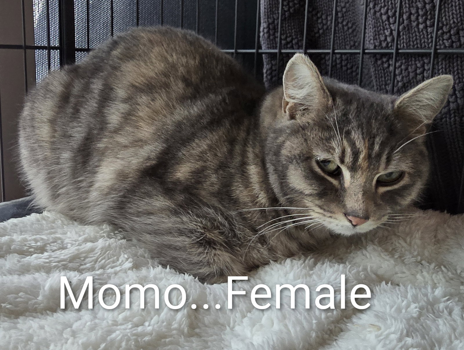 Momo Image