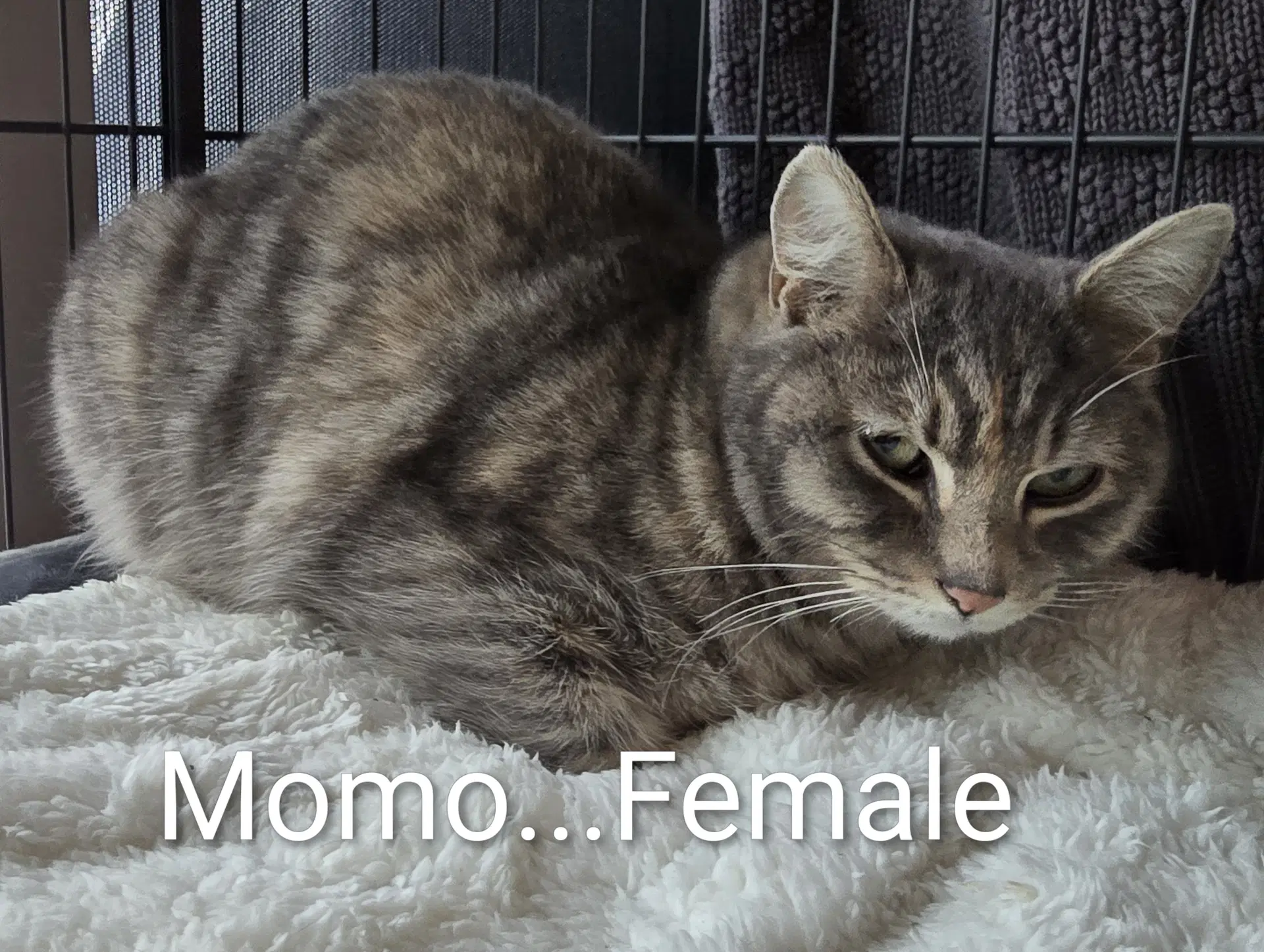 Momo image 2