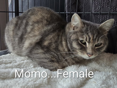 Photo 2 of Momo