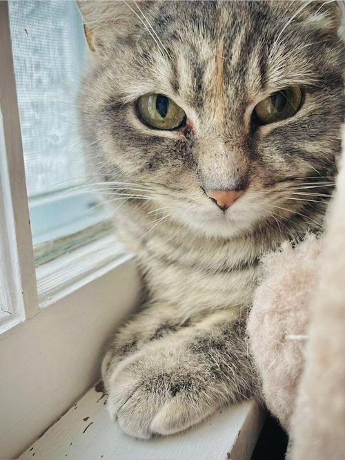 Momo, Baby Domestic Short Hair / Mixed (short coat), cat for adoption in Coon Rapids, Minnesota