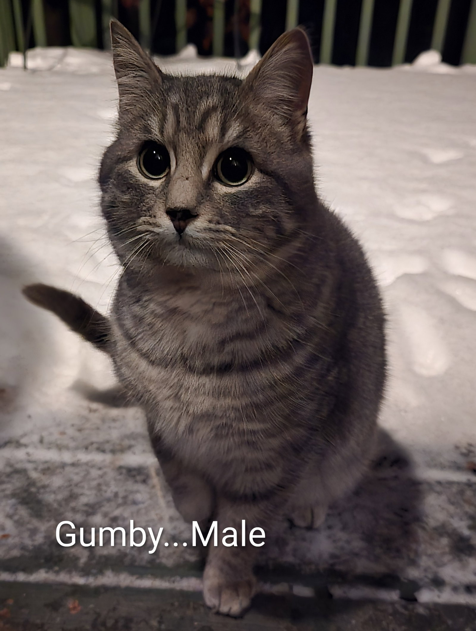 Gumby Image
