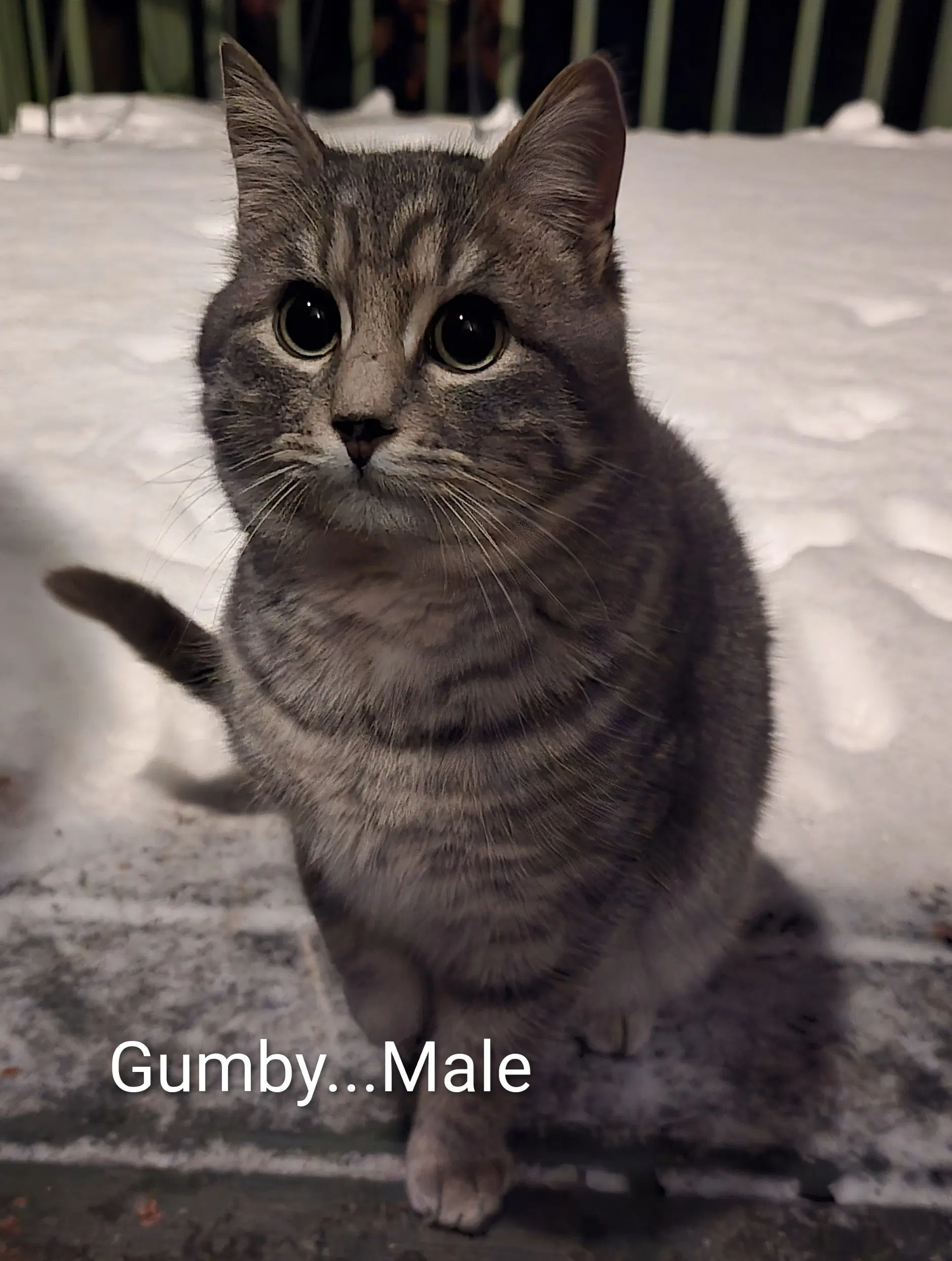 Gumby - Domestic Short Hair
