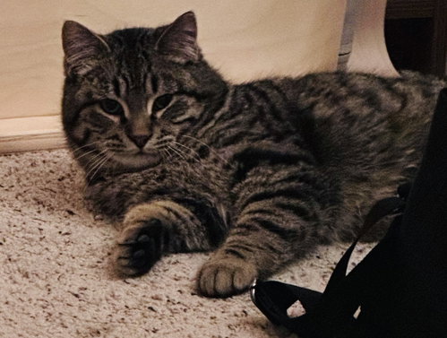 Photo 2 of Smokey