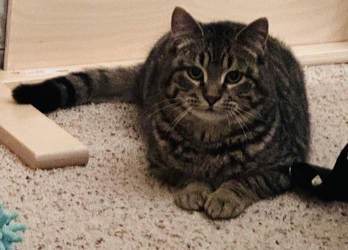 Photo 3 of Smokey