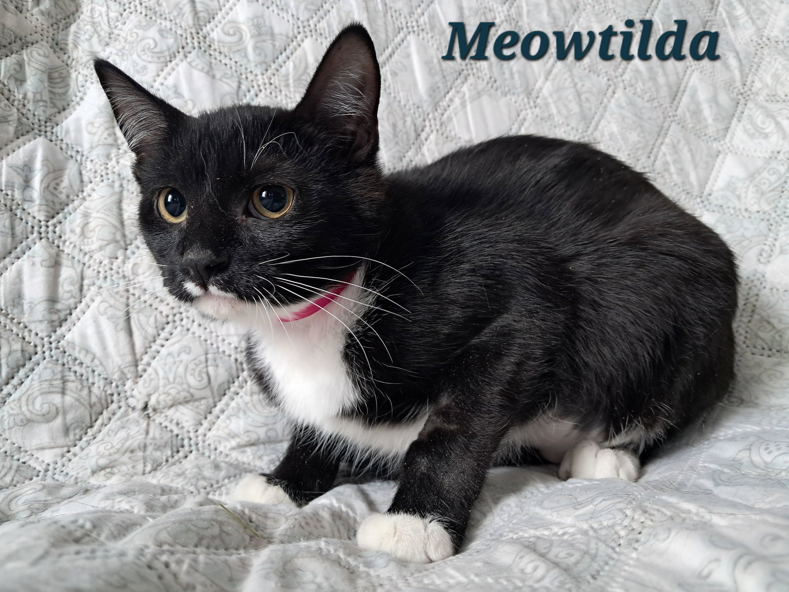 Clawdia Image