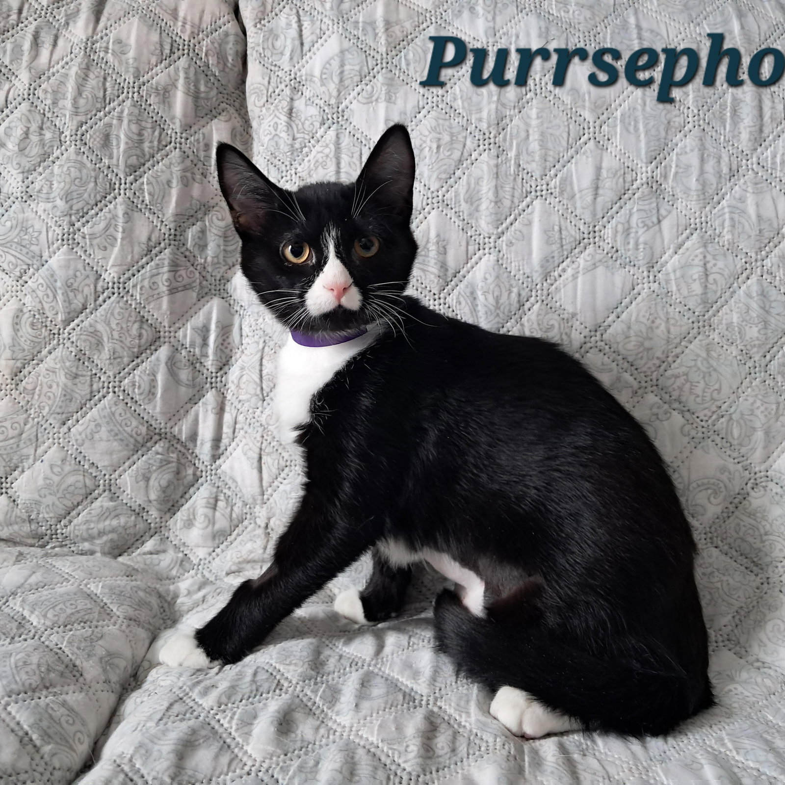 Purrsephone Image