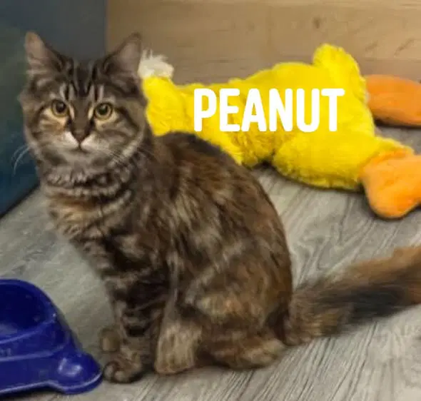Peanutbrittle image 4