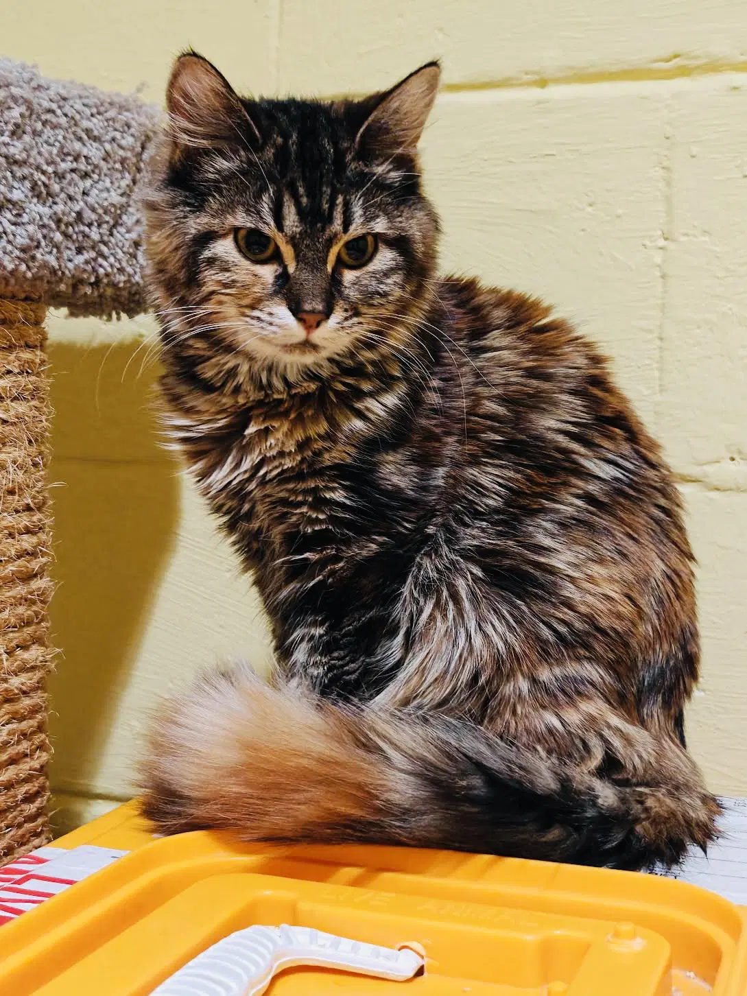 Peanutbrittle - Domestic Medium Hair