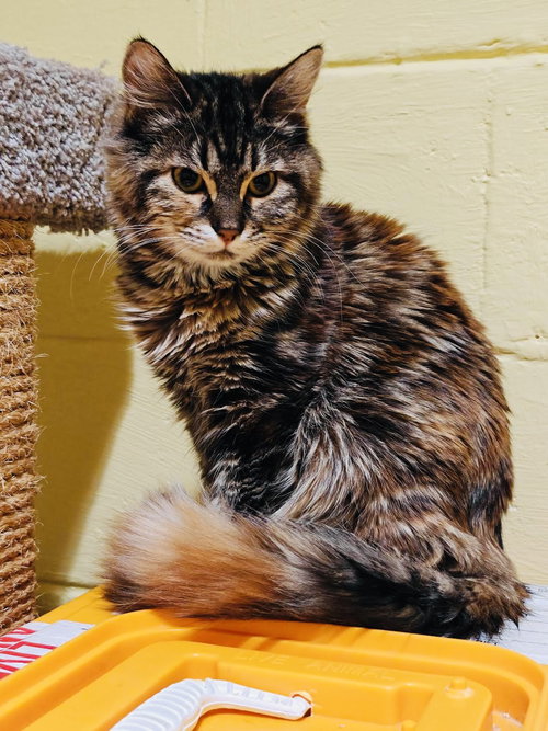 picture of the cat needing adoption