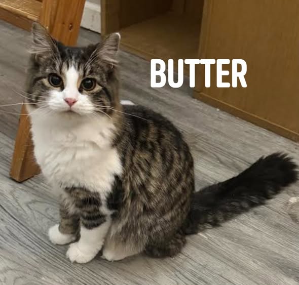 Butterscotch Image