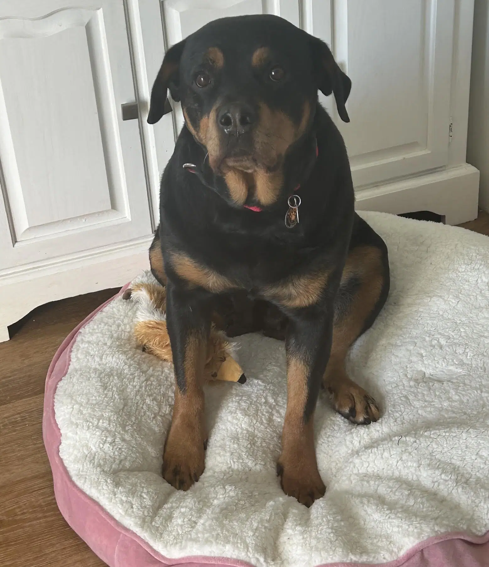 Queenie - Rottweiler