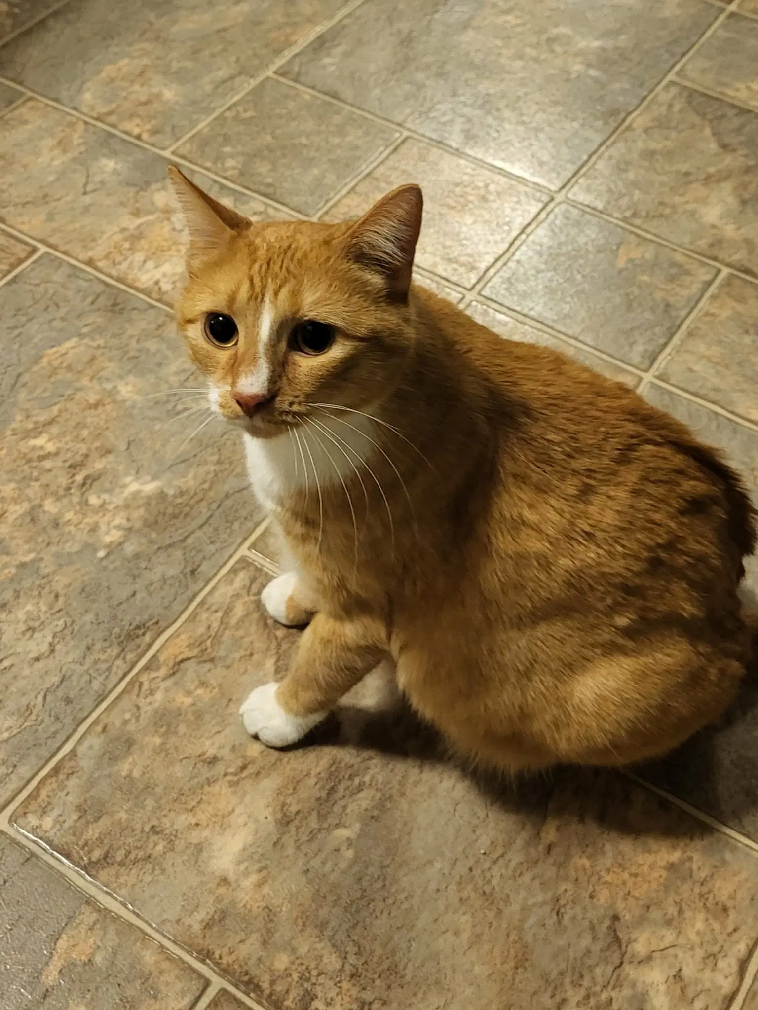Jojo - Domestic Short Hair