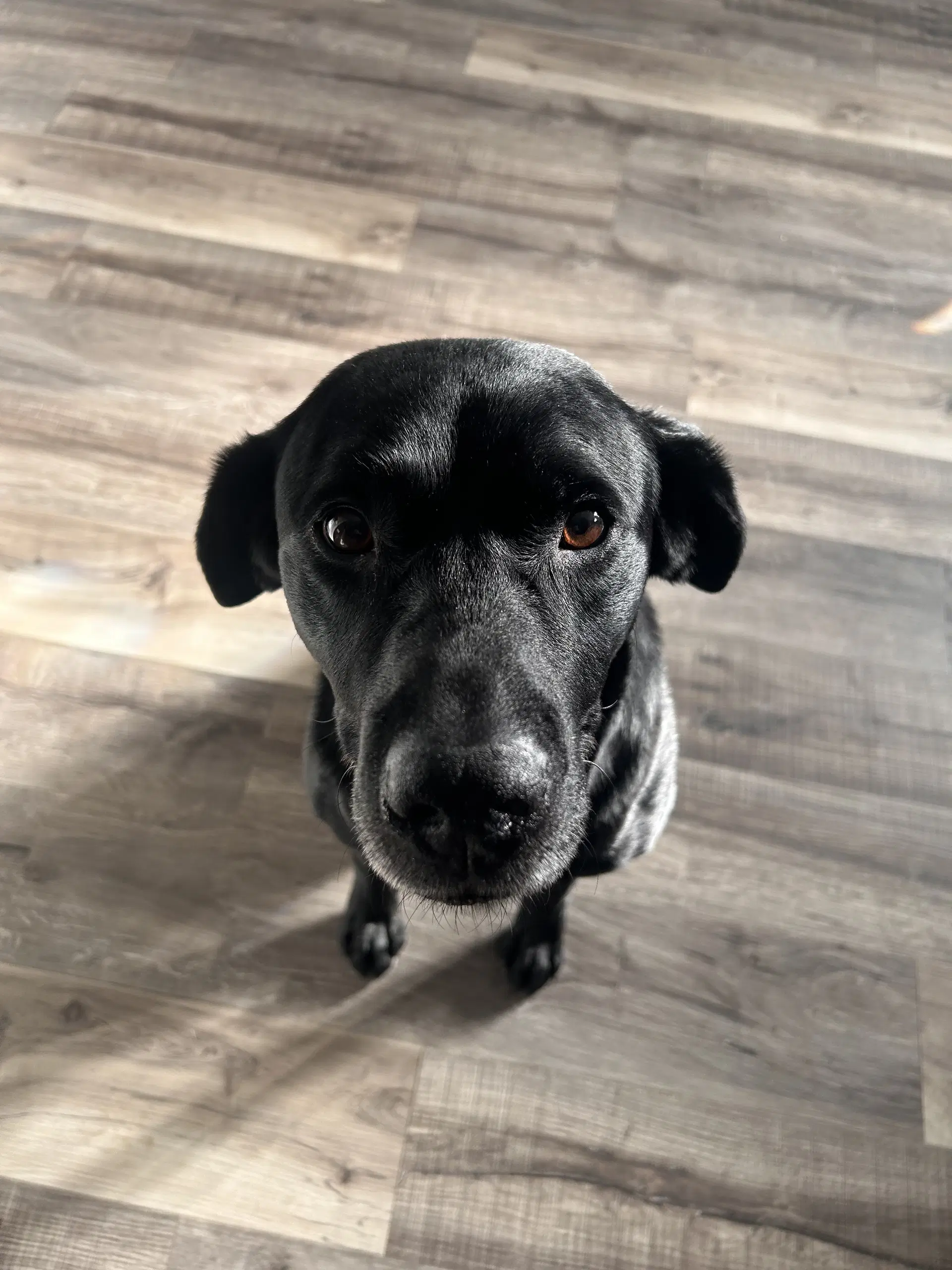 Eddy - Labrador Retriever