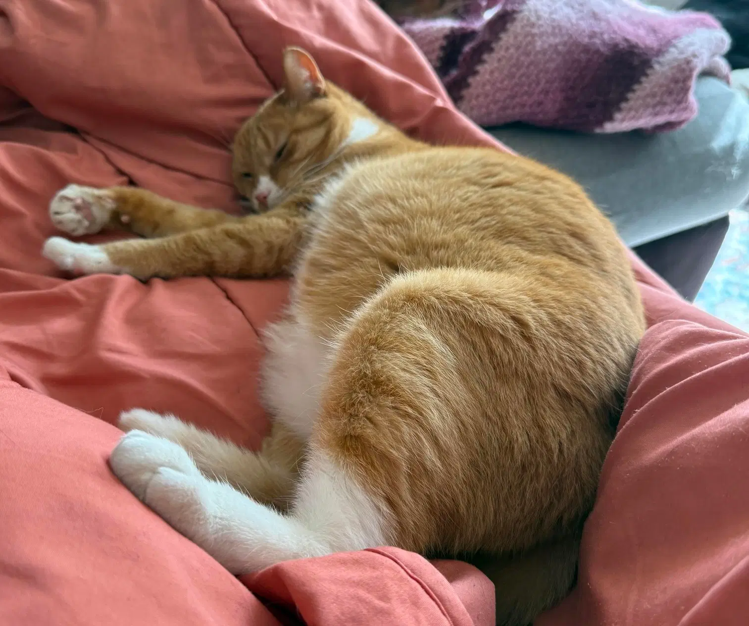 Marmalade - Domestic Short Hair