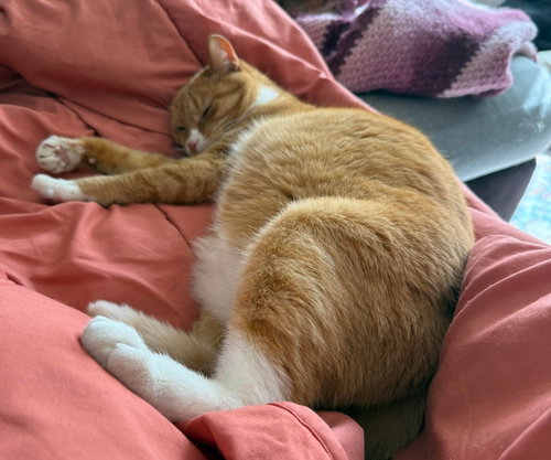 Marmalade, Adult Domestic Short Hair / Mixed (short coat), cat for adoption in Coon Rapids, Minnesota