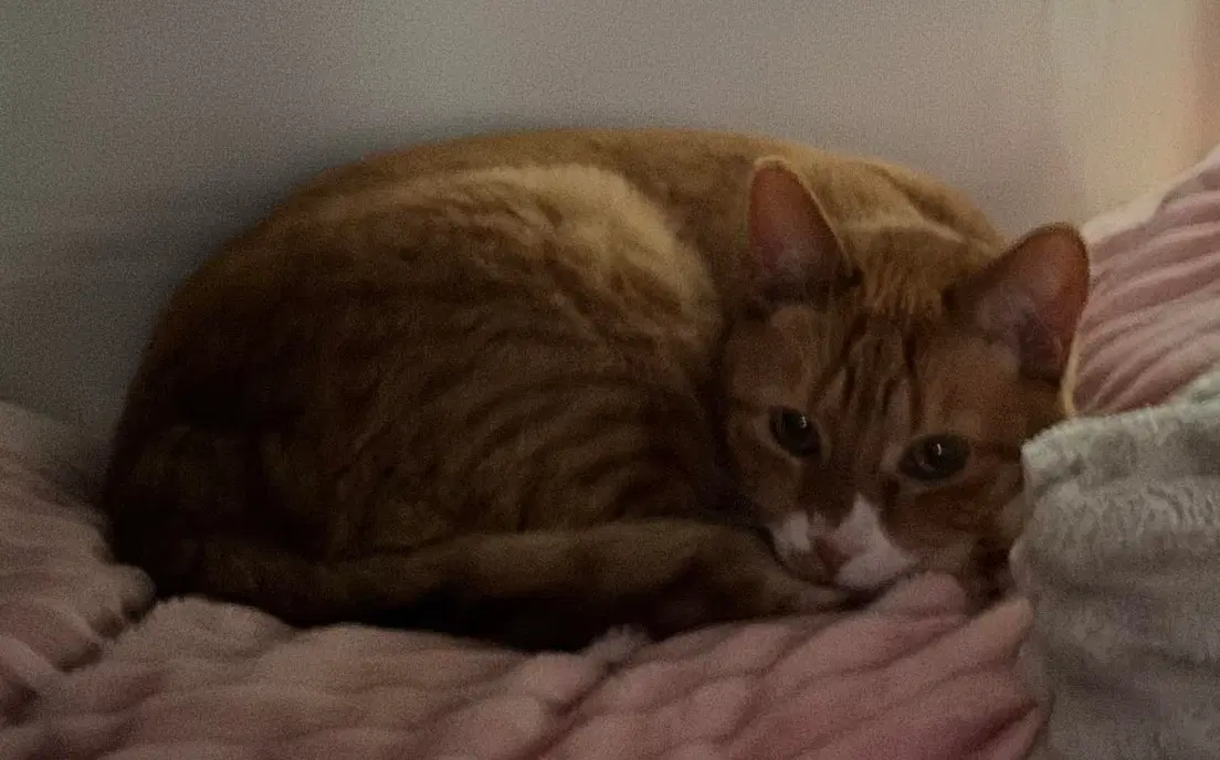 Marmalade image 2