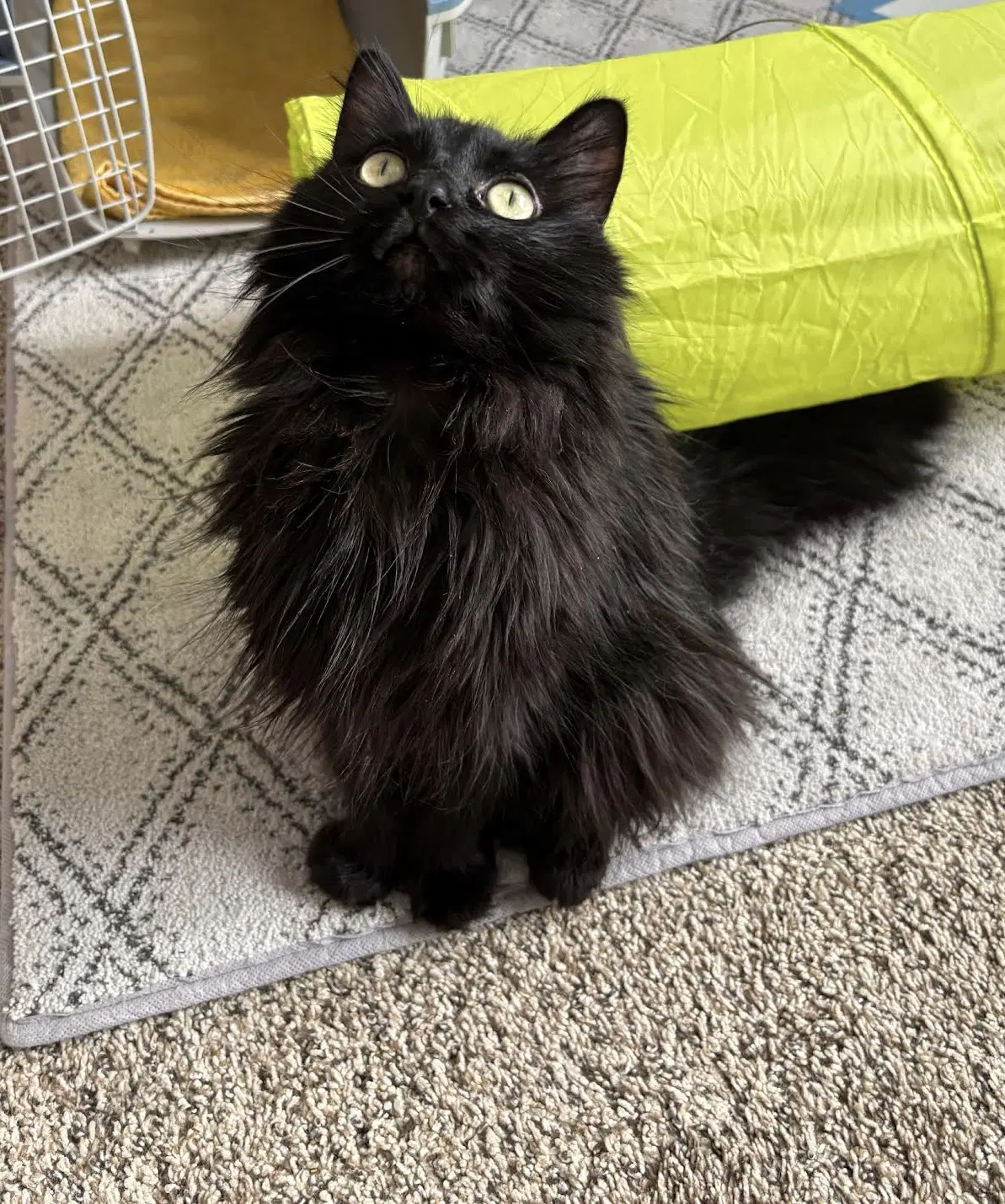 Rocky - Domestic Long Hair