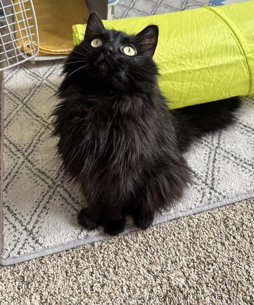 picture of the cat needing adoption