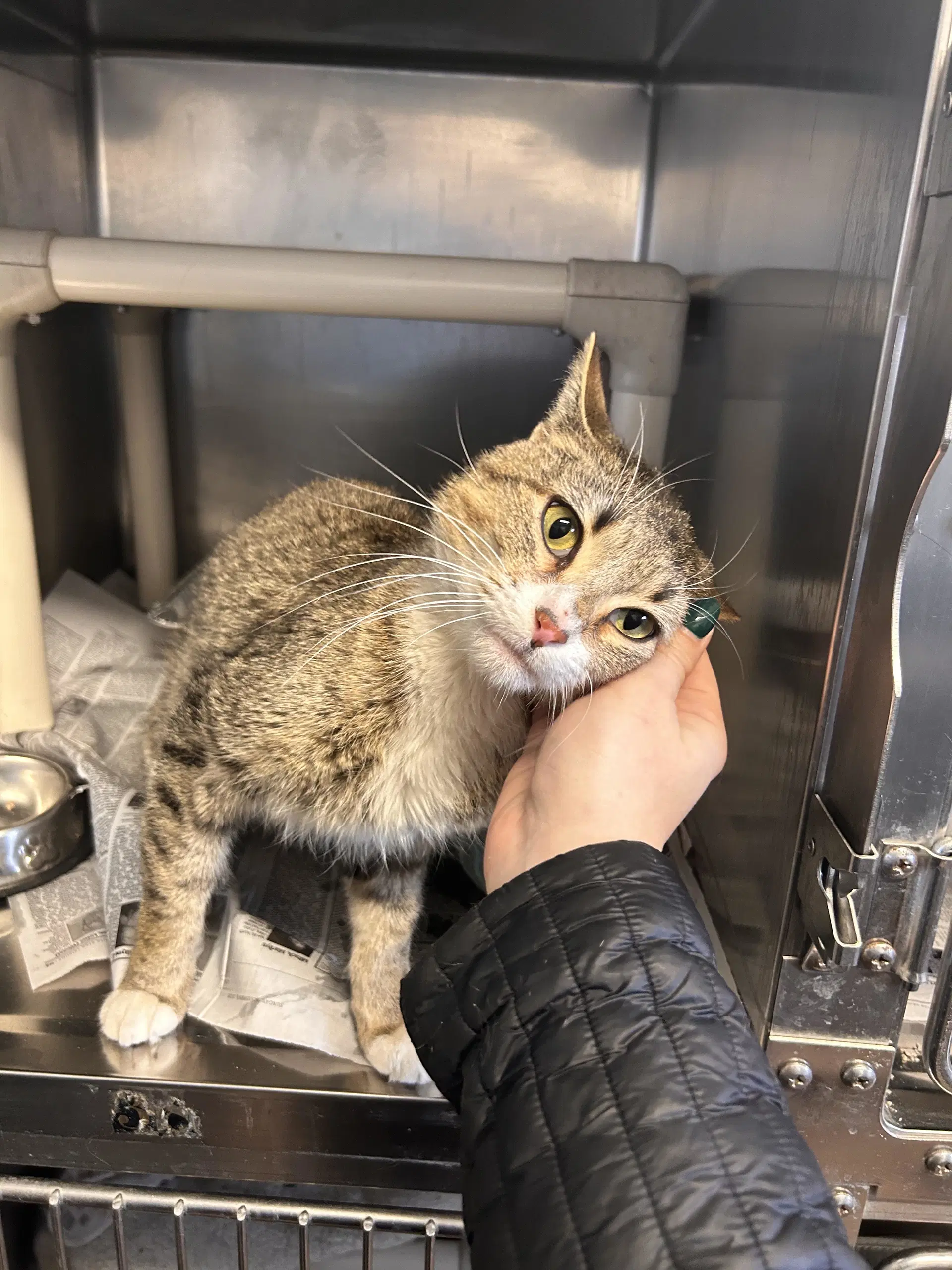Phoebe - Domestic Short Hair