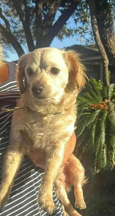 Angus *Arriving 2/20* Image
