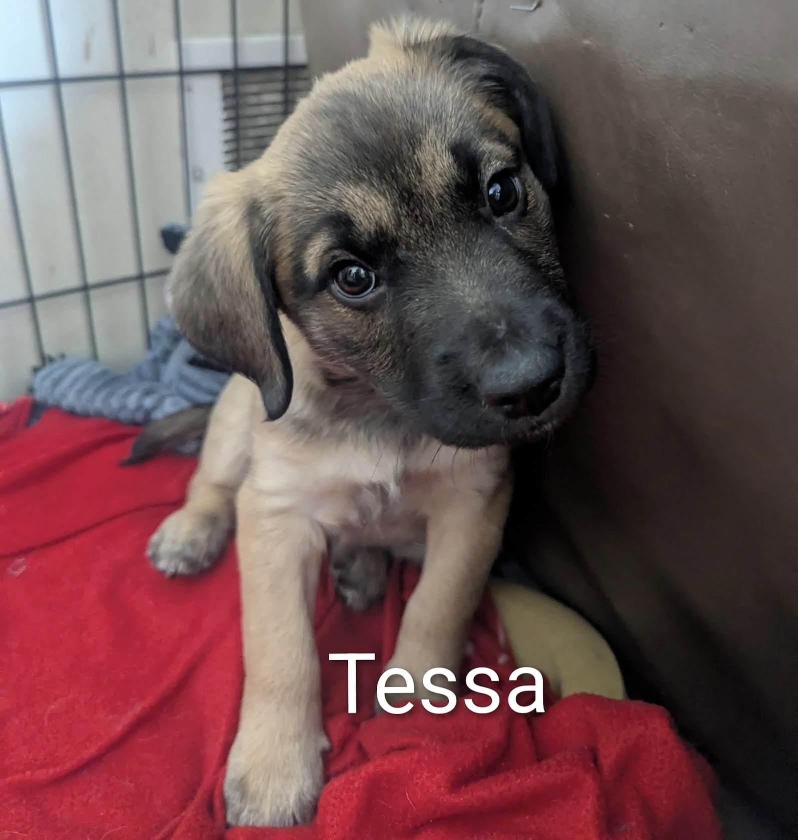 Tessa Image