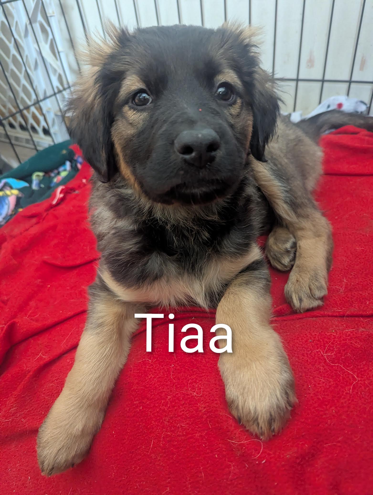 Tiaa Image