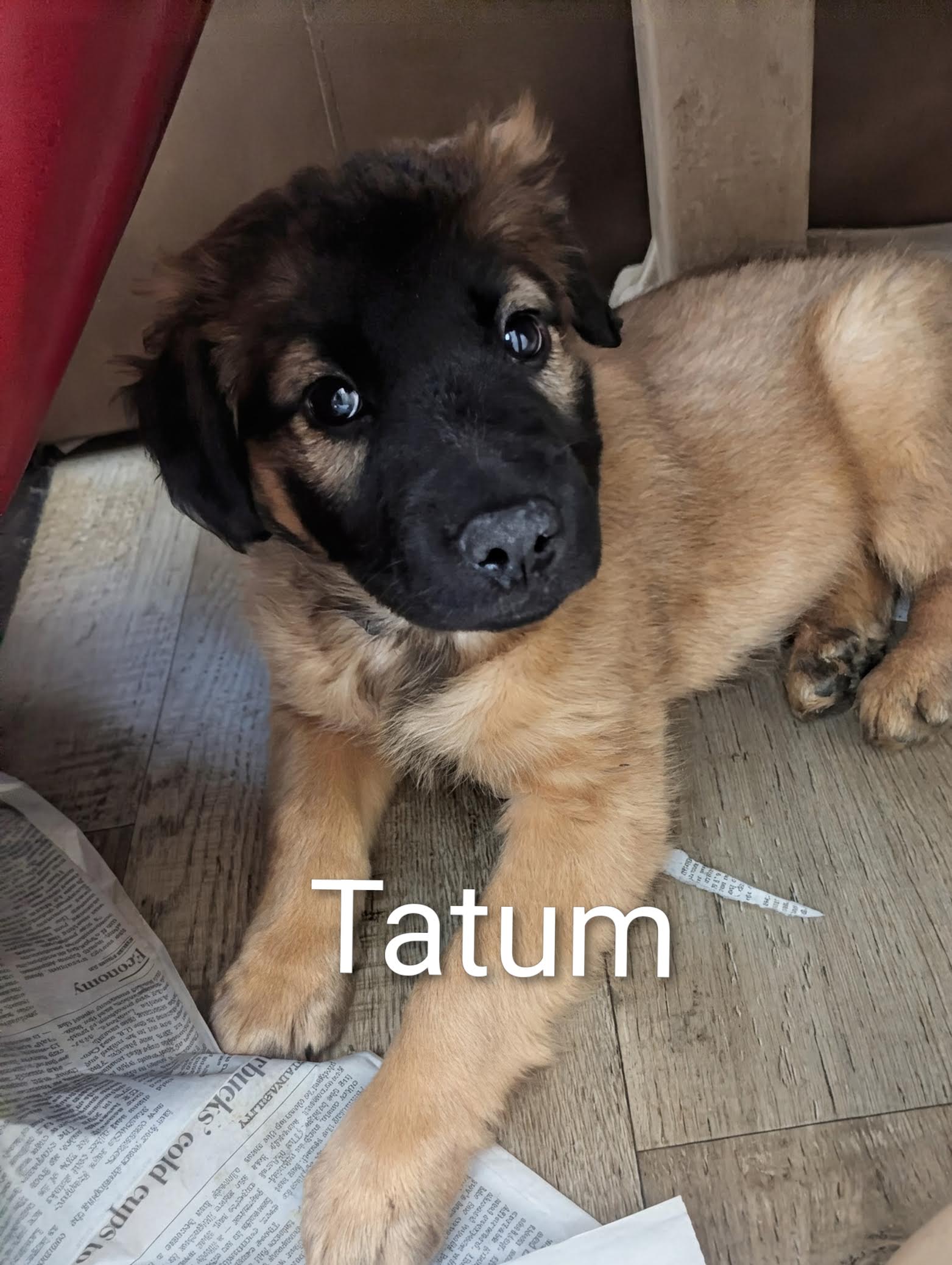 Tatum Image