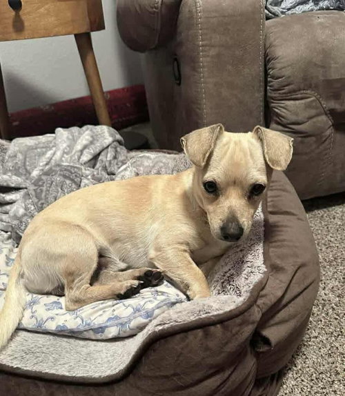 picture of the dog needing adoption