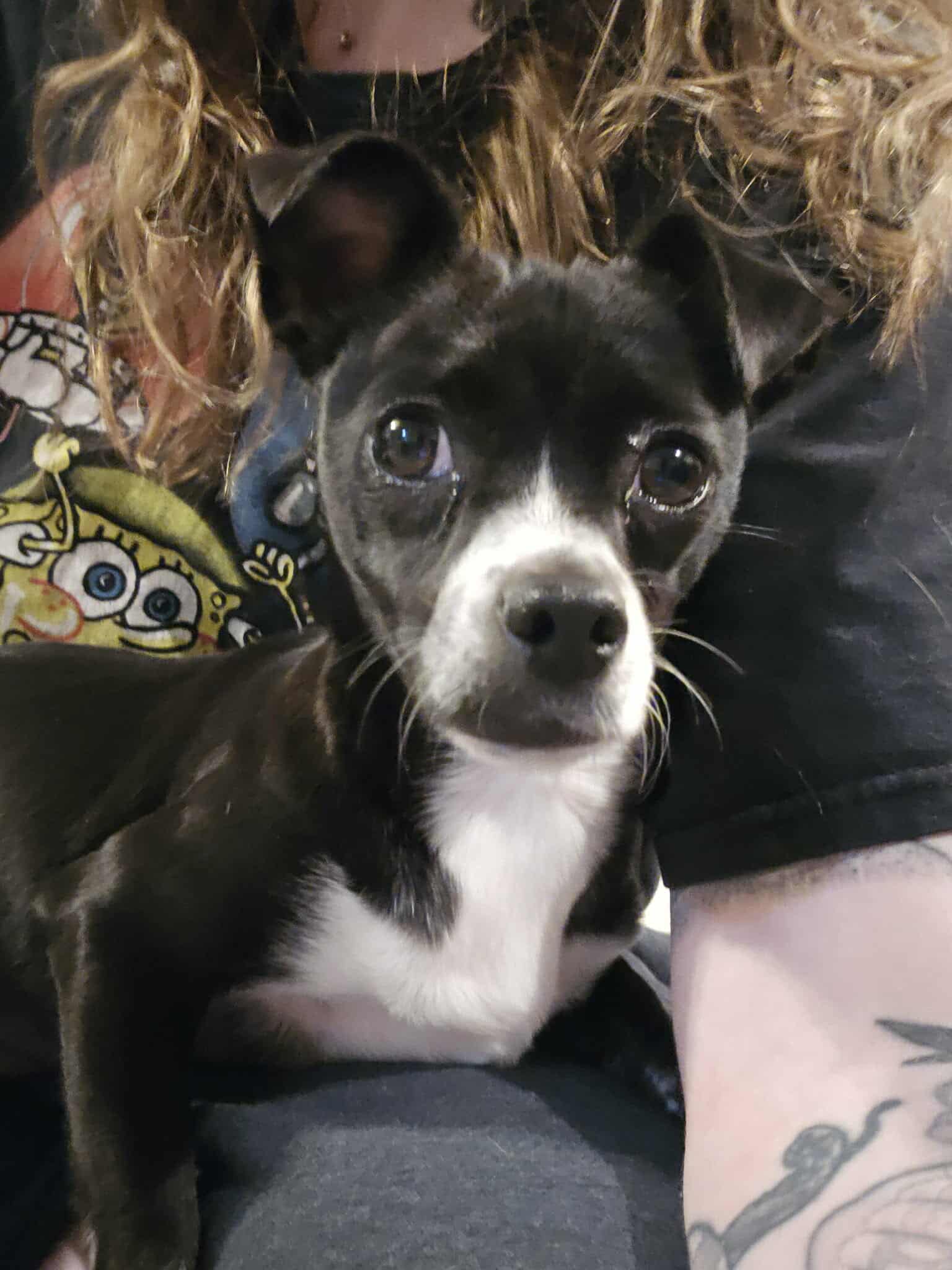 Hecate Arriving - Chihuahua