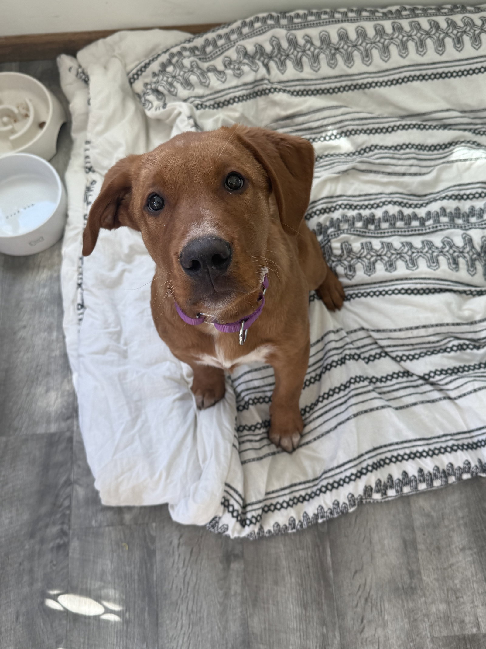 Louie Image