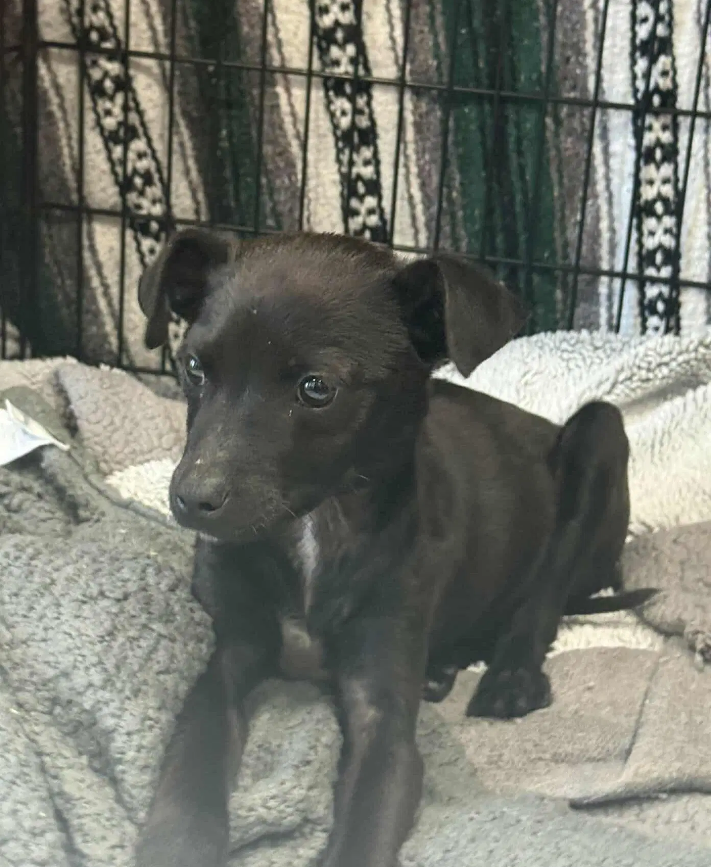 Kane Arriving - Chihuahua
