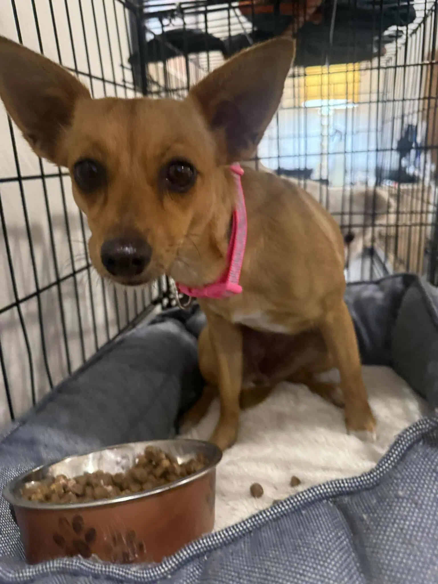 Penni Arriving - Chihuahua