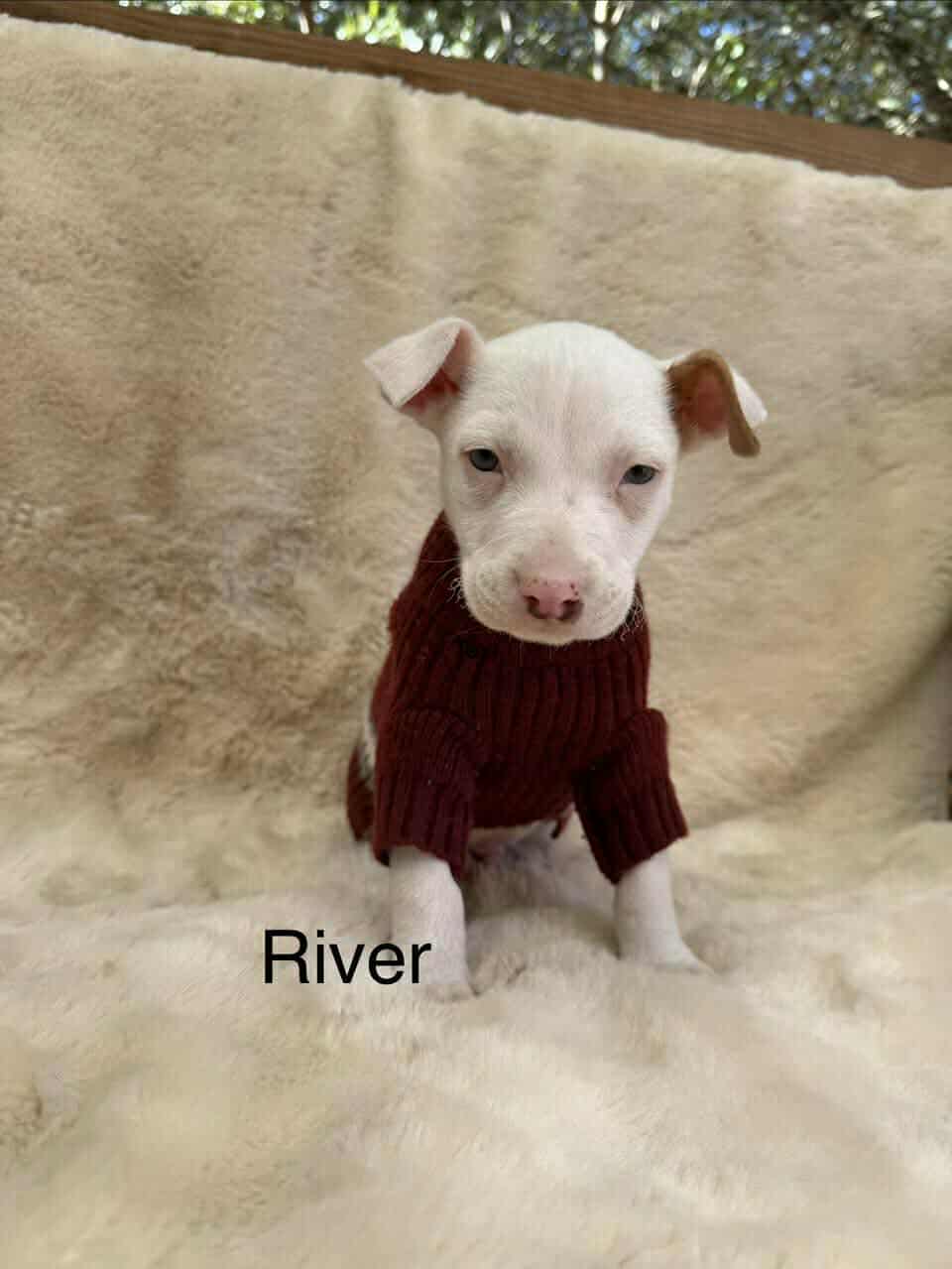 River *Arriving 2/20* Image
