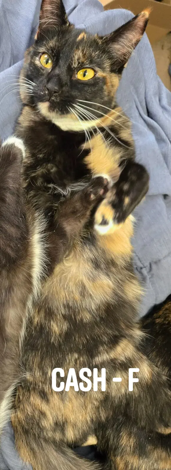 Cash - Domestic Short Hair