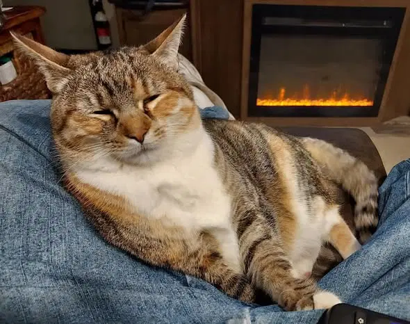 Precious Cuddles - Domestic Short Hair