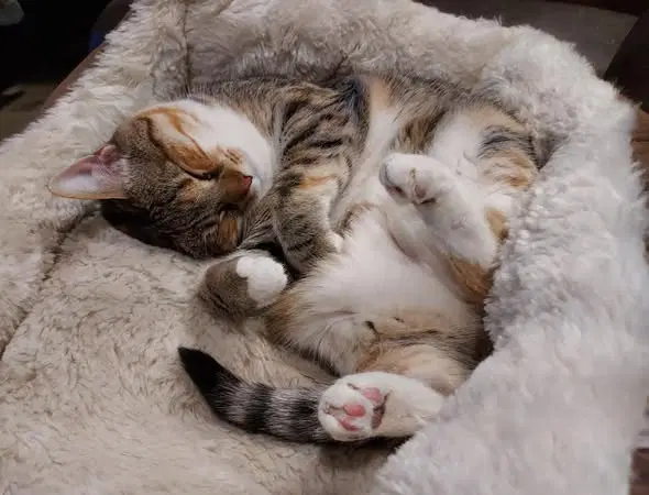 Precious Cuddles image 2