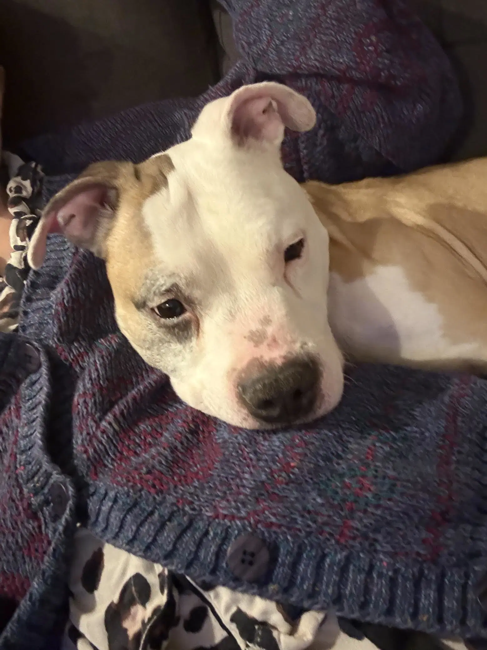 Chase - Pit Bull Terrier
