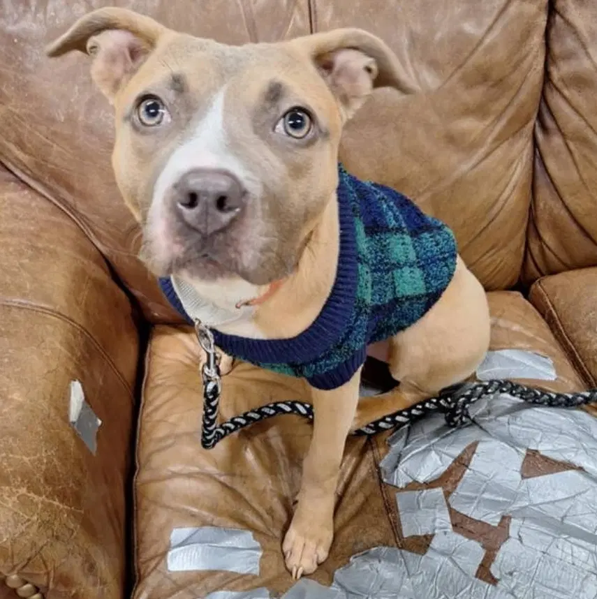 Tiger - Pit Bull Terrier