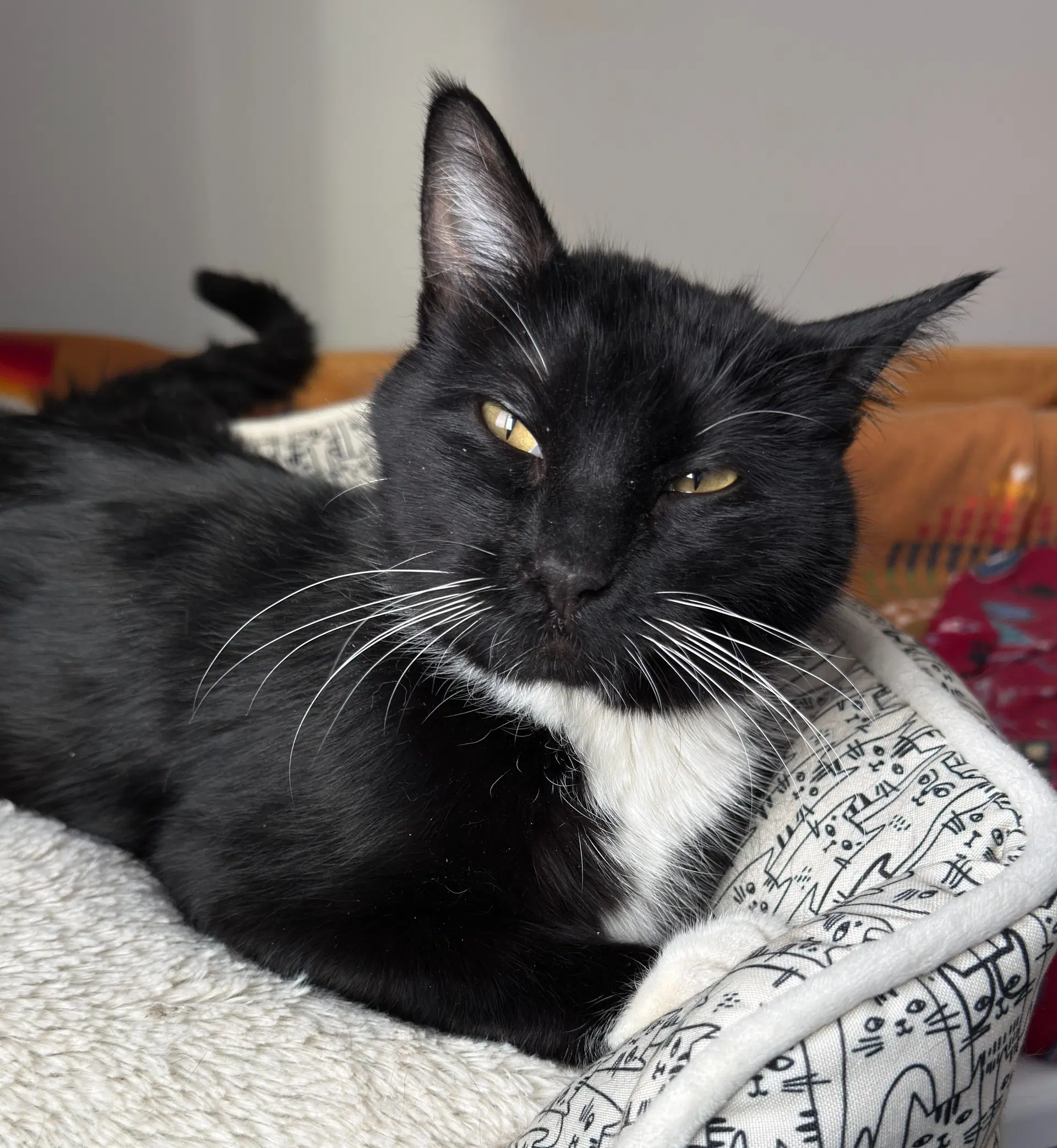 Paulette - Domestic Short Hair
