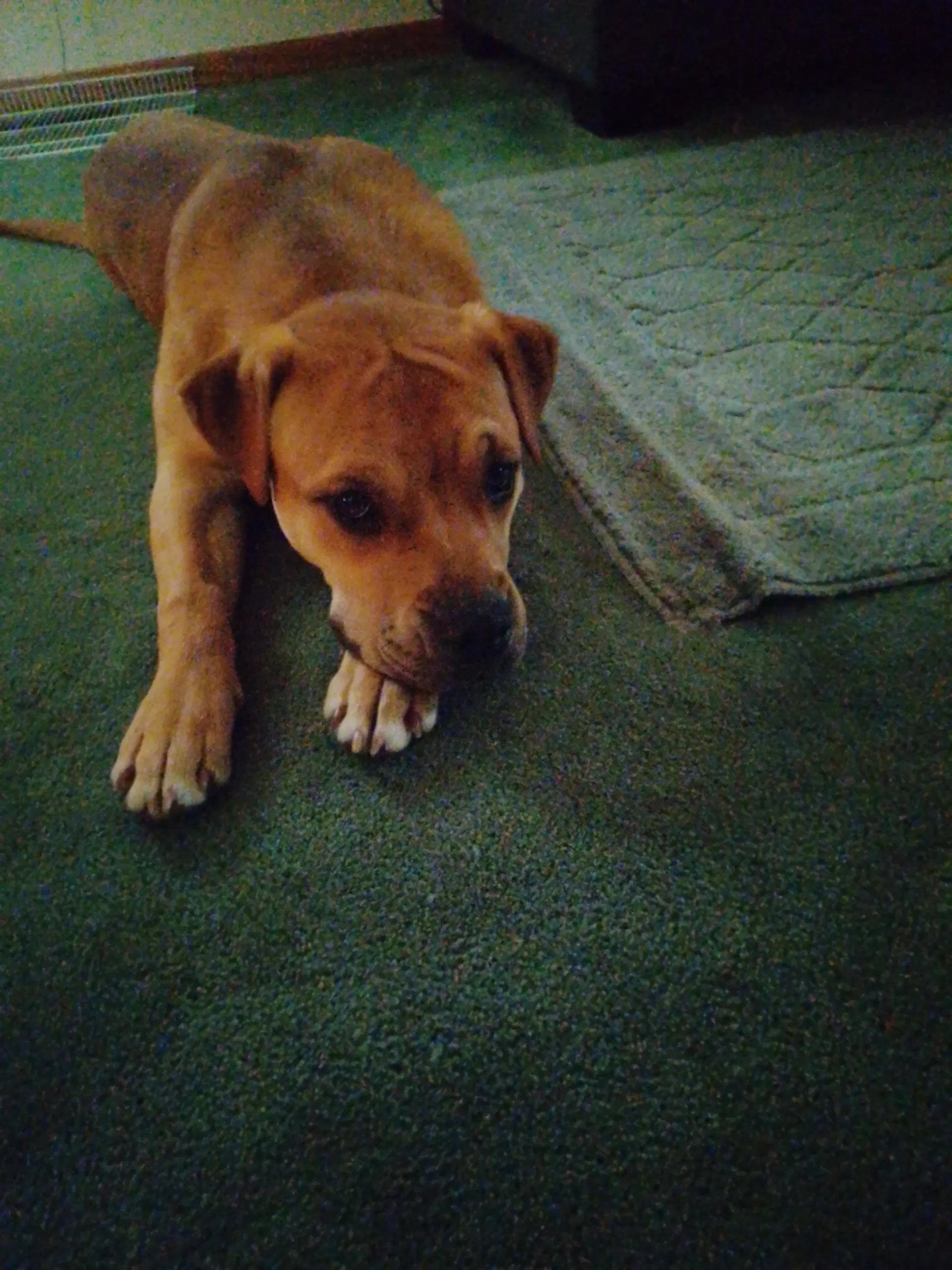 Mabiline - Labrador Retriever