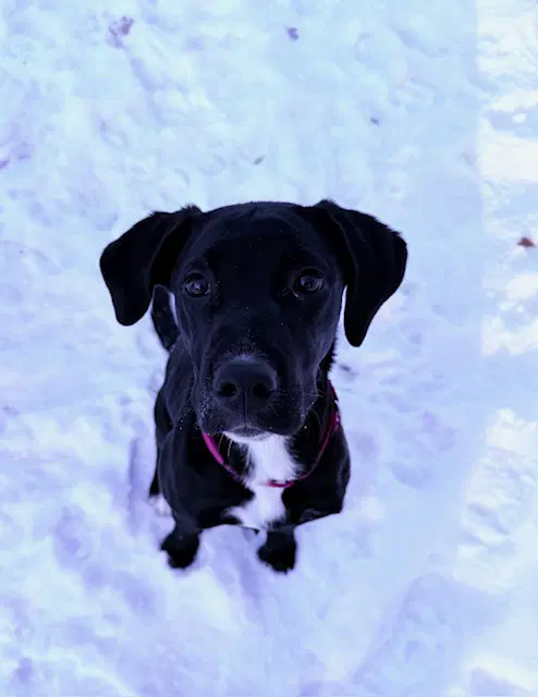 Daisy - Pit Bull/Golden Retriever