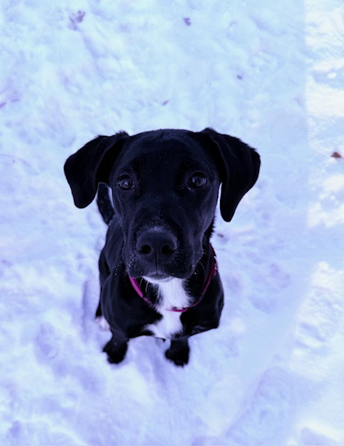 picture of the dog needing adoption