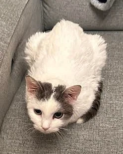 Shrimp