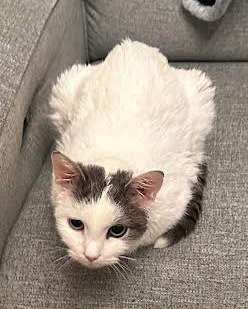 picture of the cat needing adoption