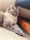 adoptable Cat in princeton, MN named Jezebel