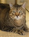 adoptable Cat in princeton, MN named Grizzly
