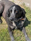 adoptable Dog in Princeton, MN named Nettie
