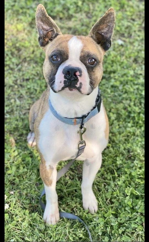HAPPY - IN TRAINING - Boston Terrier available for adoption