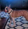 Happy - IN TRAINING - Photo 4
